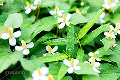 雨上がり,草木に雨粒,雨,あめ,梅雨,つゆ,草,植物,水滴,雨粒,小雨,レイン,雨の日,葉,自然,leaf,rain,フルサイズ撮影