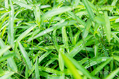 雨上がり,草木に雨粒,雨,あめ,梅雨,つゆ,草,植物,水滴,雨粒,小雨,レイン,雨の日,葉,自然,leaf,rain,フルサイズ撮影