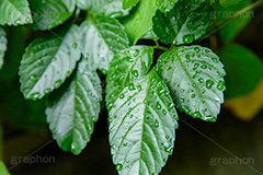 雨上がり,草木に雨粒,雨,あめ,梅雨,つゆ,草,植物,水滴,雨粒,小雨,レイン,雨の日,葉,自然,leaf,rain,フルサイズ撮影