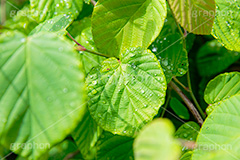 雨上がり,草木に雨粒,雨,あめ,梅雨,つゆ,草,植物,水滴,雨粒,小雨,レイン,雨の日,葉,自然,leaf,rain,フルサイズ撮影