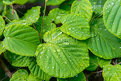 雨上がり,草木に雨粒,雨,あめ,梅雨,つゆ,草,植物,水滴,雨粒,小雨,レイン,雨の日,葉,自然,leaf,rain,フルサイズ撮影