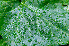 雨上がり,草木に雨粒,雨,あめ,梅雨,つゆ,草,植物,水滴,雨粒,小雨,レイン,雨の日,葉,自然,leaf,rain,フルサイズ撮影