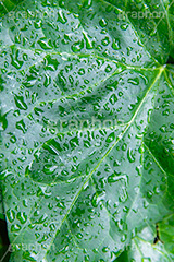雨上がり,草木に雨粒,雨,あめ,梅雨,つゆ,草,植物,水滴,雨粒,小雨,レイン,雨の日,葉,自然,leaf,rain,フルサイズ撮影