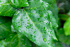 雨上がり,草木に雨粒,雨,あめ,梅雨,つゆ,草,植物,水滴,雨粒,小雨,レイン,雨の日,葉,自然,leaf,rain,フルサイズ撮影