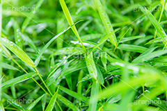 雨上がり,草木に雨粒,雨,あめ,梅雨,つゆ,草,植物,水滴,雨粒,小雨,レイン,雨の日,葉,自然,leaf,rain,フルサイズ撮影