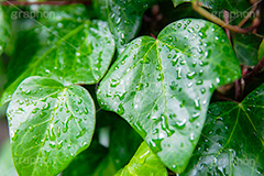 雨上がり,草木に雨粒,雨,あめ,梅雨,つゆ,草,植物,水滴,雨粒,小雨,レイン,雨の日,葉,自然,leaf,rain,フルサイズ撮影