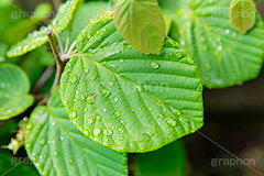 雨上がり,草木に雨粒,雨,あめ,梅雨,つゆ,草,植物,水滴,雨粒,小雨,レイン,雨の日,葉,自然,leaf,rain,フルサイズ撮影