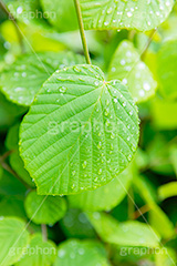 雨上がり,草木に雨粒,雨,あめ,梅雨,つゆ,草,植物,水滴,雨粒,小雨,レイン,雨の日,葉,自然,leaf,rain,フルサイズ撮影
