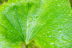 雨上がり,草木に雨粒,雨,あめ,梅雨,つゆ,草,植物,水滴,雨粒,小雨,レイン,雨の日,葉,自然,leaf,rain,フルサイズ撮影