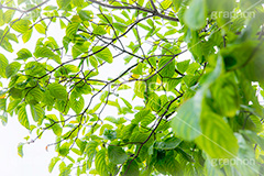 木漏れ日,こもれび,眩,自然,草木,植物,新緑,穏やか,爽やか,サスティナブル,サステナビリティ,サスティナビリティ,sustainable,sustainability,フルサイズ撮影