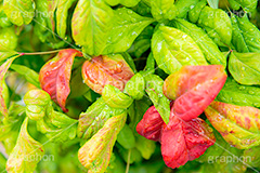 雨上がり,草木に雨粒,雨,あめ,梅雨,つゆ,草,植物,水滴,雨粒,小雨,レイン,雨の日,葉,自然,leaf,rain,フルサイズ撮影