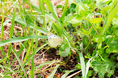 モンシロチョウ,チョウ,蝶々,蝶,ちょうちょ,昆虫,生き物,自然,飛ぶ,舞う,雑草,butterfly