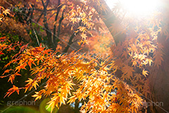 紅葉,もみじ,逆光,フレア,色づく,真っ赤,自然,植物,木々,秋,赤,季語,草木,japan,autumn,flare