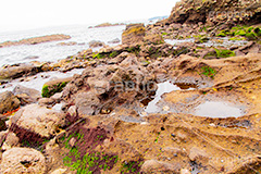 猿島,さるしま,無人島,東京湾,自然島,島,公園,神奈川県,横須賀,自然,史跡,伝説,空虚,名所,海岸,岩肌,japan