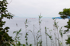 猿島,さるしま,無人島,東京湾,自然島,島,公園,神奈川県,横須賀,自然,史跡,伝説,空虚,名所,海岸,海,波打ち際,砂浜,japan