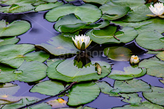 睡蓮,スイレン,水生,多年草,池,沼,花,フラワー,リフレクション,reflection,flower,pond,フルサイズ撮影