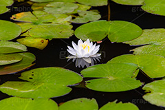 睡蓮,スイレン,水生,多年草,池,沼,花,フラワー,リフレクション,reflection,flower,pond,フルサイズ撮影