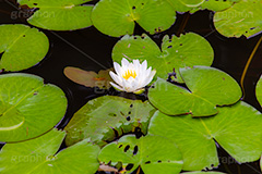 睡蓮,スイレン,水生,多年草,池,沼,花,フラワー,flower,pond,フルサイズ撮影