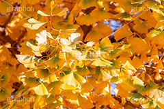 イチョウ,いちょうの葉,いちょう,銀杏,紅葉,こうよう,もみじ,モミジ,紅葉狩り,黄葉,落葉広葉樹,カエデ科,秋,季語,色づく,キレイ,きれい,綺麗,照紅葉,照葉,自然,japan,autumn
