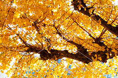 イチョウ,いちょうの葉,いちょう,銀杏,紅葉,こうよう,もみじ,モミジ,紅葉狩り,黄葉,落葉広葉樹,カエデ科,秋,季語,色づく,キレイ,きれい,綺麗,照紅葉,照葉,自然,japan,autumn