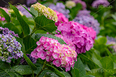 アジサイ,あじさい,紫陽花,梅雨,つゆ,花,ホンアジサイ,季語,フラワー,満開,6月,雨の日,雨粒,水滴,雫,flower
