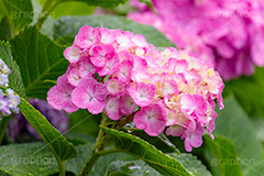 アジサイ,あじさい,紫陽花,梅雨,つゆ,花,ホンアジサイ,季語,フラワー,満開,6月,雨の日,雨粒,水滴,雫,flower