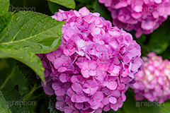 アジサイ,あじさい,紫陽花,梅雨,つゆ,花,ホンアジサイ,季語,フラワー,満開,6月,雨の日,雨粒,水滴,雫,flower