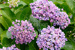 アジサイ,あじさい,紫陽花,梅雨,つゆ,花,ホンアジサイ,季語,フラワー,満開,6月,雨の日,雨粒,水滴,雫,flower