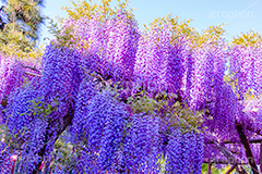 藤の花,ふじ,藤,藤棚,春,フジ,マメ科,フジ属,花,お花,フラワー,はな,咲,紫,藤色,ノダフジ,ヤマフジ,ノフジ,flower,purple,japan,spring