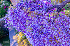藤の花,ふじ,藤,藤棚,春,フジ,マメ科,フジ属,花,お花,フラワー,はな,咲,紫,藤色,ノダフジ,ヤマフジ,ノフジ,flower,purple,japan,spring