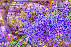 藤の花,ふじ,藤,藤棚,春,フジ,マメ科,フジ属,花,お花,フラワー,はな,咲,紫,藤色,ノダフジ,ヤマフジ,ノフジ,flower,purple,japan,spring