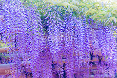 藤の花,ふじ,藤,藤棚,春,フジ,マメ科,フジ属,花,お花,フラワー,はな,咲,紫,藤色,ノダフジ,ヤマフジ,ノフジ,flower,purple,japan,spring