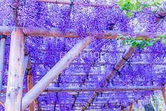 藤の花,ふじ,藤,藤棚,春,フジ,マメ科,フジ属,花,お花,フラワー,はな,咲,紫,藤色,ノダフジ,ヤマフジ,ノフジ,flower,purple,japan,spring
