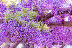 藤の花,ふじ,藤,藤棚,春,フジ,マメ科,フジ属,花,お花,フラワー,はな,咲,紫,藤色,ノダフジ,ヤマフジ,ノフジ,flower,purple,japan,spring