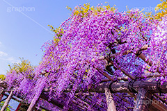 藤の花,ふじ,藤,藤棚,春,フジ,マメ科,フジ属,花,お花,フラワー,はな,咲,紫,藤色,ノダフジ,ヤマフジ,ノフジ,flower,purple,japan,spring