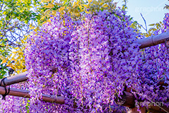 藤の花,ふじ,藤,藤棚,春,フジ,マメ科,フジ属,花,お花,フラワー,はな,咲,紫,藤色,ノダフジ,ヤマフジ,ノフジ,flower,purple,japan,spring