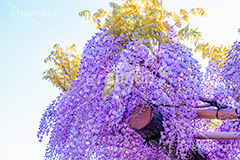 藤の花,ふじ,藤,藤棚,春,フジ,マメ科,フジ属,花,お花,フラワー,はな,咲,紫,藤色,ノダフジ,ヤマフジ,ノフジ,flower,purple,japan,spring