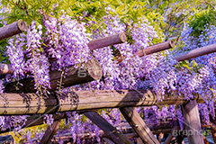 藤の花,ふじ,藤,藤棚,春,フジ,マメ科,フジ属,花,お花,フラワー,はな,咲,紫,藤色,ノダフジ,ヤマフジ,ノフジ,flower,purple,japan,spring