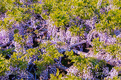 藤の花,ふじ,藤,藤棚,春,フジ,マメ科,フジ属,花,お花,フラワー,はな,咲,紫,藤色,ノダフジ,ヤマフジ,ノフジ,flower,purple,japan,spring