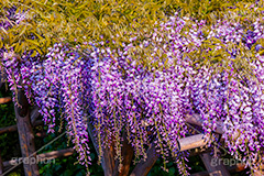 藤の花,ふじ,藤,藤棚,春,フジ,マメ科,フジ属,花,お花,フラワー,はな,咲,紫,藤色,ノダフジ,ヤマフジ,ノフジ,flower,purple,japan,spring