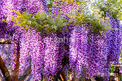 藤の花,ふじ,藤,藤棚,春,フジ,マメ科,フジ属,花,お花,フラワー,はな,咲,紫,藤色,ノダフジ,ヤマフジ,ノフジ,flower,purple,japan,spring