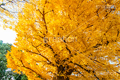 いちょうの木,いちょうの葉,いちょう,イチョウ,銀杏,紅葉,こうよう,もみじ,モミジ,紅葉狩り,黄葉,落葉広葉樹,カエデ科,秋,季語,色づく,キレイ,きれい,綺麗,照紅葉,照葉,japan,autumn