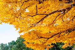 いちょうの木,いちょうの葉,いちょう,イチョウ,銀杏,紅葉,こうよう,もみじ,モミジ,紅葉狩り,黄葉,落葉広葉樹,カエデ科,秋,季語,色づく,キレイ,きれい,綺麗,照紅葉,照葉,japan,autumn