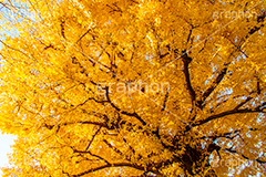 いちょうの木,いちょうの葉,いちょう,イチョウ,銀杏,紅葉,こうよう,もみじ,モミジ,紅葉狩り,黄葉,落葉広葉樹,カエデ科,秋,季語,色づく,キレイ,きれい,綺麗,照紅葉,照葉,japan,autumn