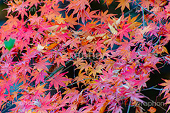 もみじ,モミジ,紅葉,こうよう,紅葉狩り,黄葉,落葉広葉樹,カエデ科,秋,季語,色づく,キレイ,きれい,綺麗,照紅葉,照葉,japan,autumn