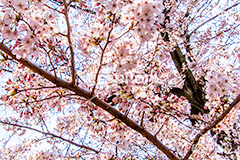 桜,サクラ,さくら,満開,花見,お花見,自然,青空,花びら,さくらまつり,花,春,blossom,japan,spring,flower