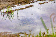 水溜り,水たまり,雨上がり,雨の日,地面,濡れ,雨,梅雨,つゆ,波紋,雑草,反射,リフレクション,rain,reflection,フルサイズ撮影