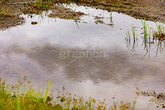 水溜り,水たまり,雨上がり,雨の日,地面,濡れ,雨,梅雨,つゆ,波紋,雑草,反射,リフレクション,rain,reflection,フルサイズ撮影