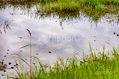 水溜り,水たまり,雨上がり,雨の日,地面,濡れ,雨,梅雨,つゆ,波紋,雑草,反射,リフレクション,rain,reflection,フルサイズ撮影