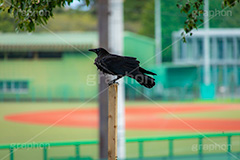 野球観戦,カラス,野鳥,鳥,野球グランド,野球,ベイスボール,グラウンド,スポーツ,試合,sports,ground,フルサイズ撮影